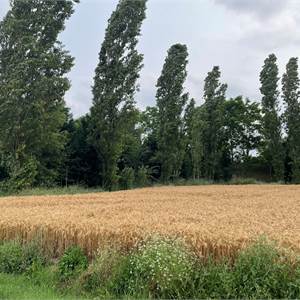 Terreno Agricolo In Vendita a Modena